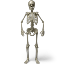 US Musculoesquelético